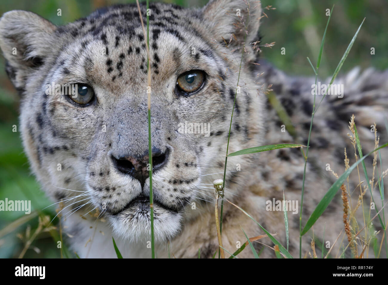 zoology, mammal (mammalia), snow leopard (Panthera uncia) in the outdoor enclosure 'Ilbirs' of the Nat, Additional-Rights-Clearance-Info-Not-Available Stock Photo