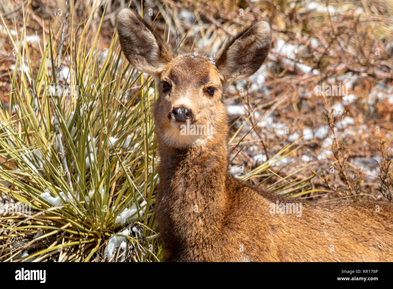 Cute doe mule deer posing for a portrait in the Colorado winter snow Stock Photo