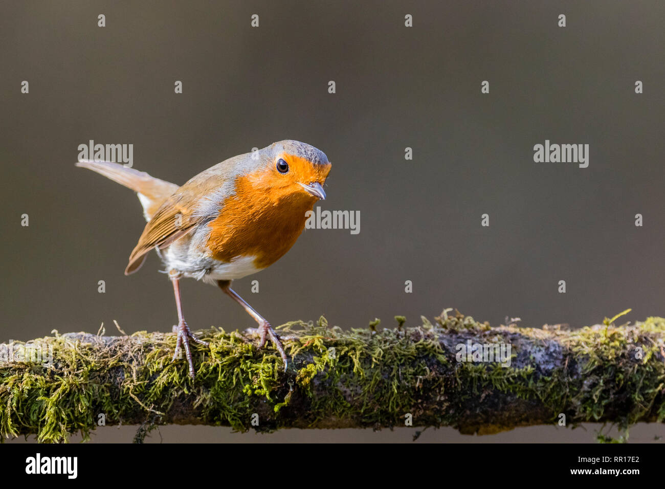 A robin in winter sunshine in mid Wales Stock Photo
