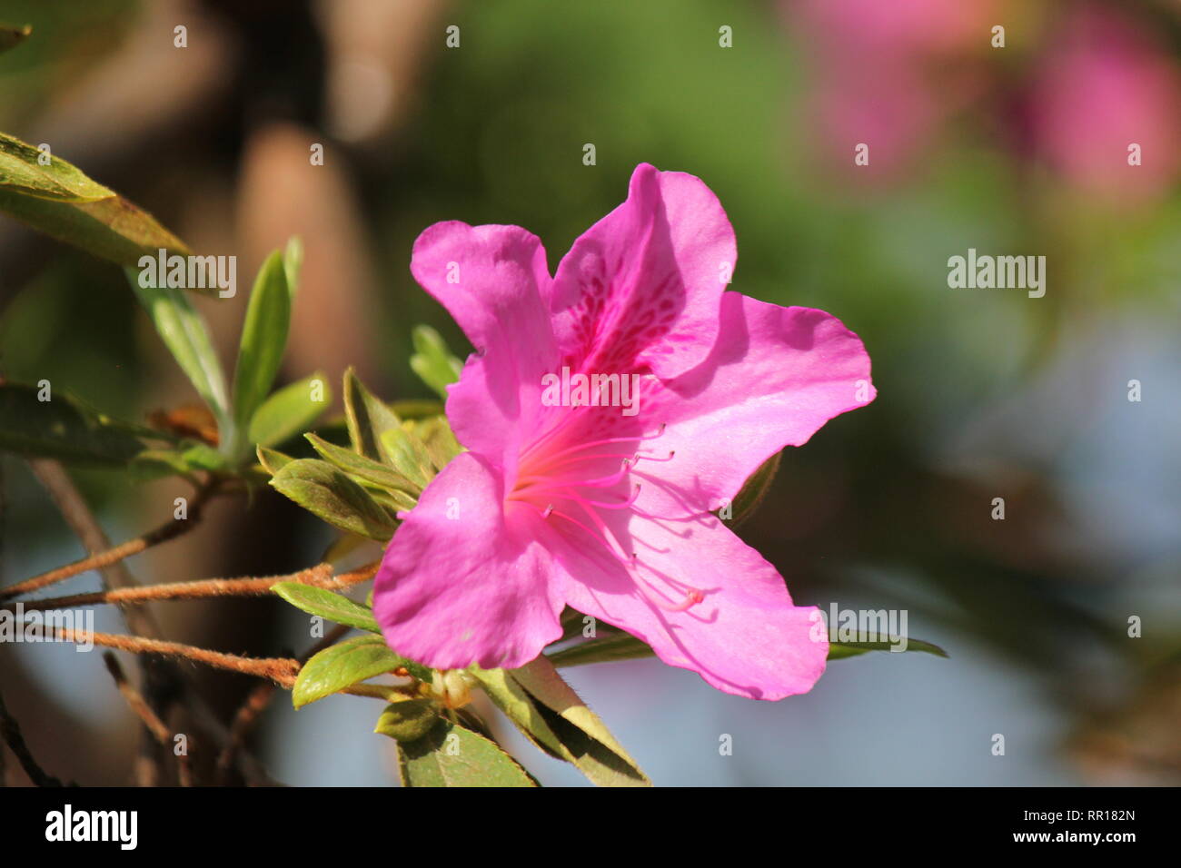Beautiful cultivated flowering orchid pink azalea phoenicia rhododendron  plant growing in the flower garden. Stock Photo