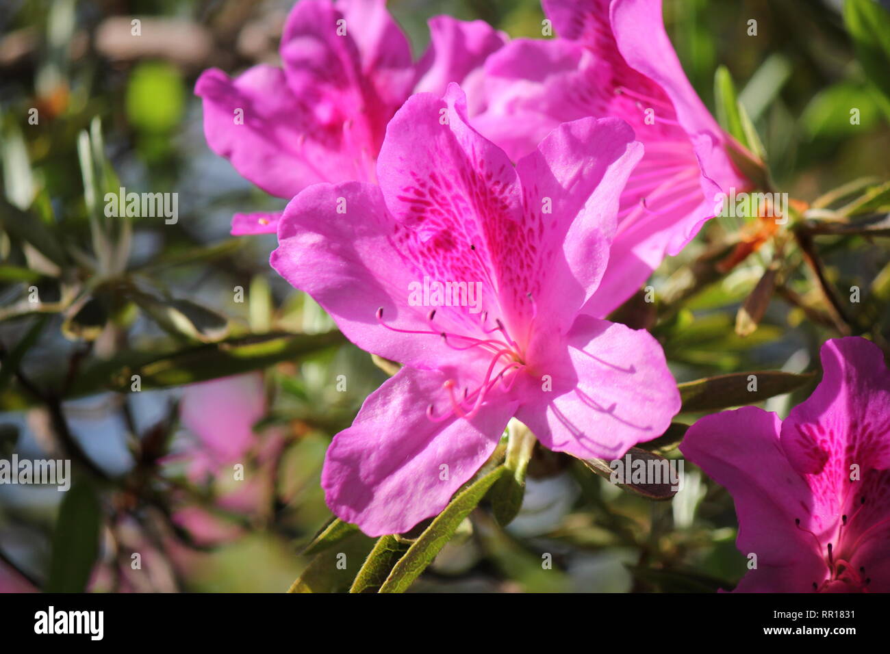 Beautiful cultivated flowering orchid pink azalea phoenicia rhododendron  plant growing in the flower garden. Stock Photo