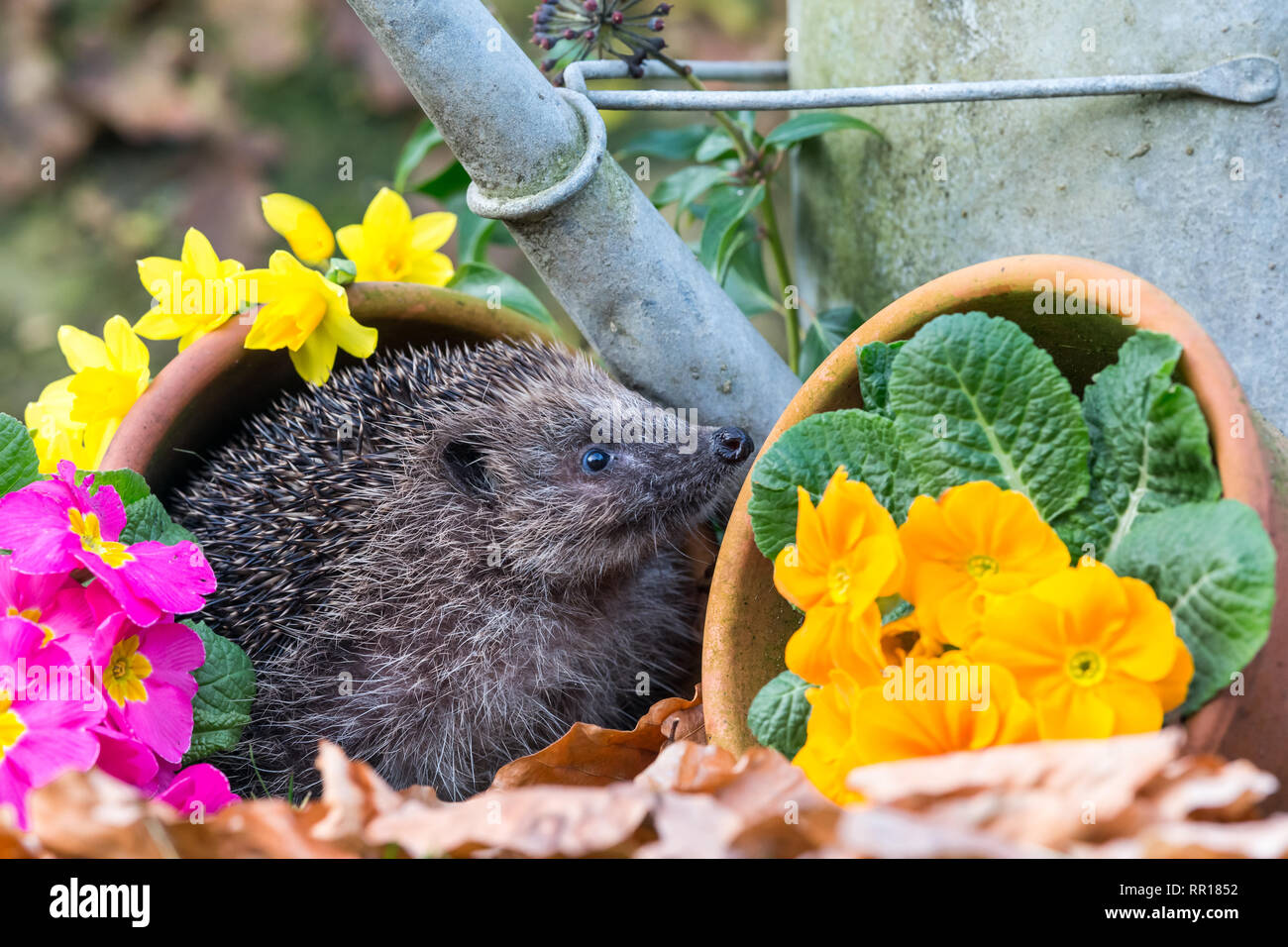 Hedgehog, Scientific name: Erinaceus Europaeus, in Springtime in natural garden habitat with colourful Spring flowers and flower pots. Landscape Stock Photo