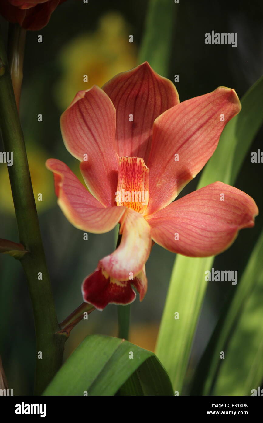 Flawless, perfect orange cymbidium orchid, boat orchid, hybrid. Stock Photo