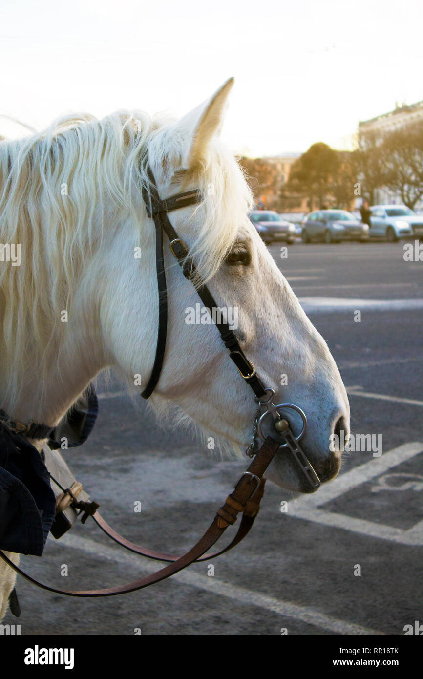 Profile of funny cute white horse waiting for the passengers on the city street Stock Photo