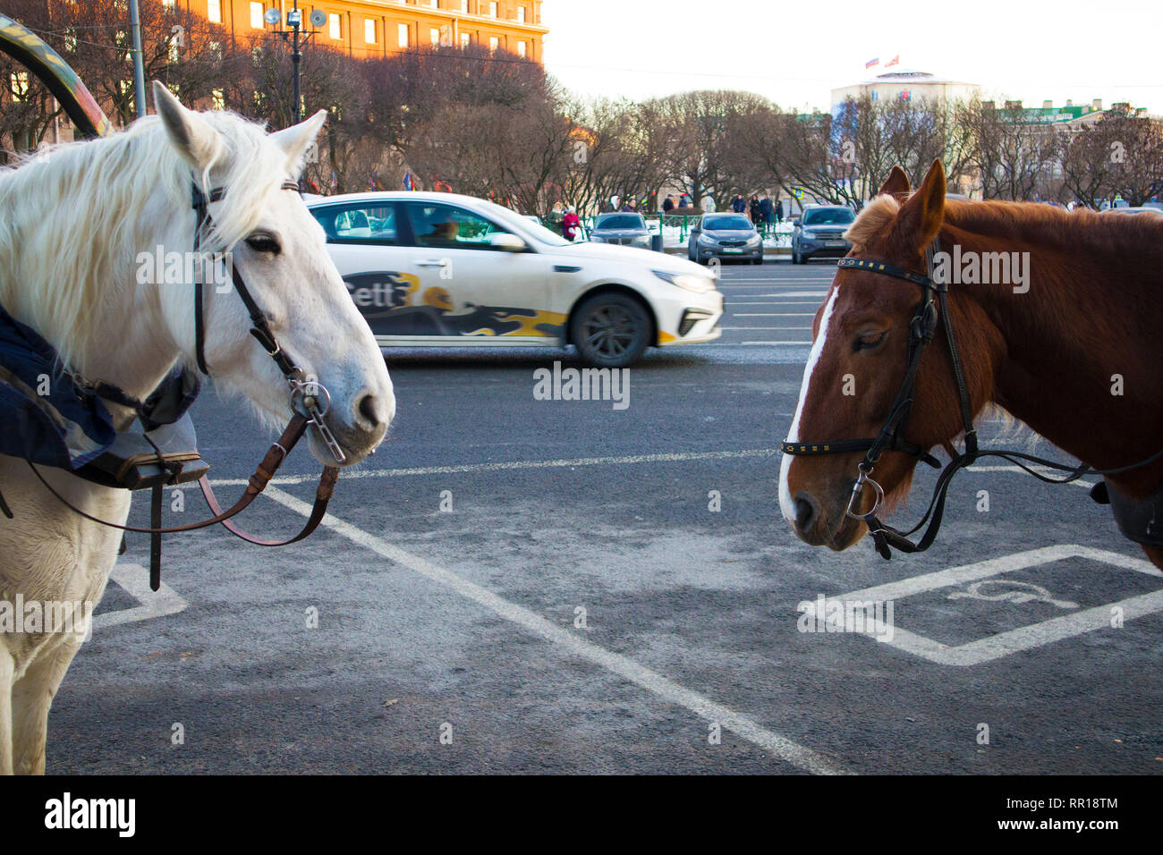 Two cute harnessed horses waiting for passengers for city walk in horse drawn carriage Stock Photo