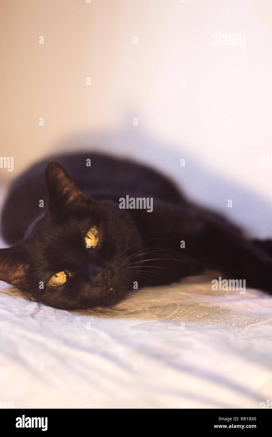 Senior black cat lying on the bed. No people Stock Photo - Alamy