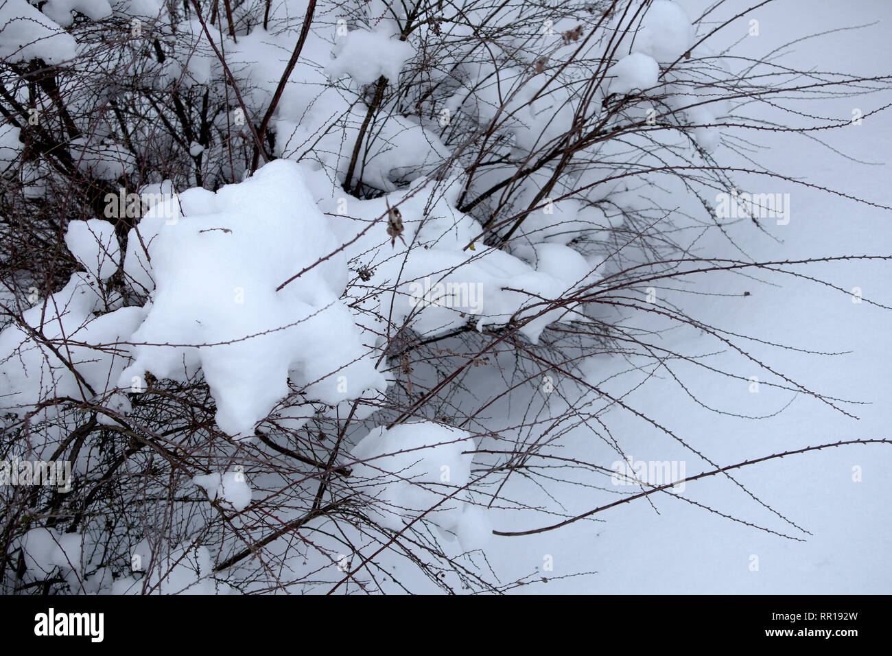 Interlacing of small bare bush branches covered with snow. Winter mood Stock Photo