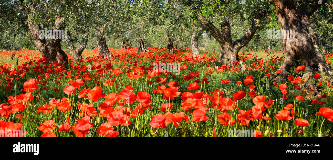 Vibrant red poppy flowers under old olive trees in an olive tree orchard in Italy in panorama format. Stock Photo