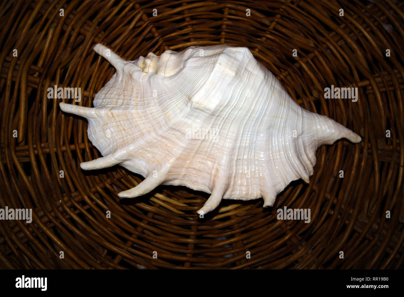 Huge white sea shell with a pearl tone lying on a wicker stand Stock Photo