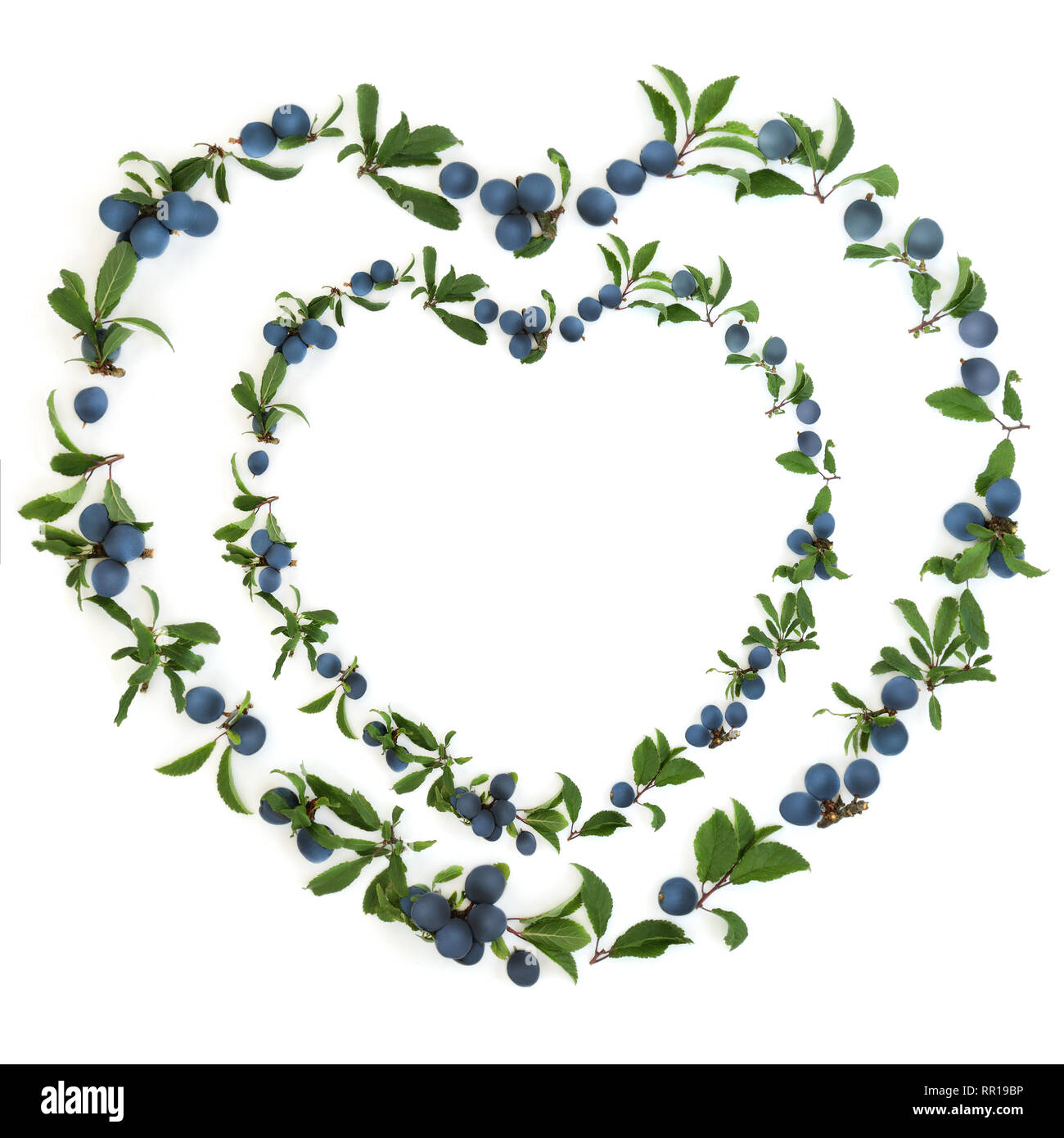 Abstract heart shaped sloe berry wreath on white background also known as buckthorn. Pruna spinosa. Stock Photo