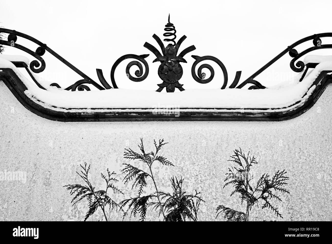 Silhouette of fern leaves against snowed stone fence with iron decoration on top, black and white image Stock Photo