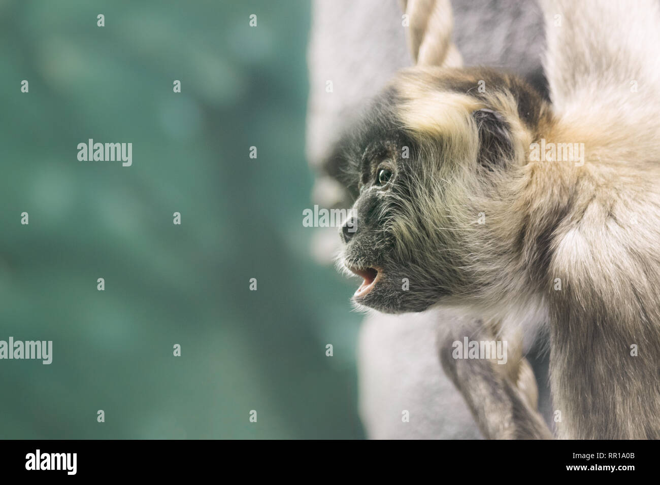 Mouth opened monkey hi-res stock photography and images - Alamy