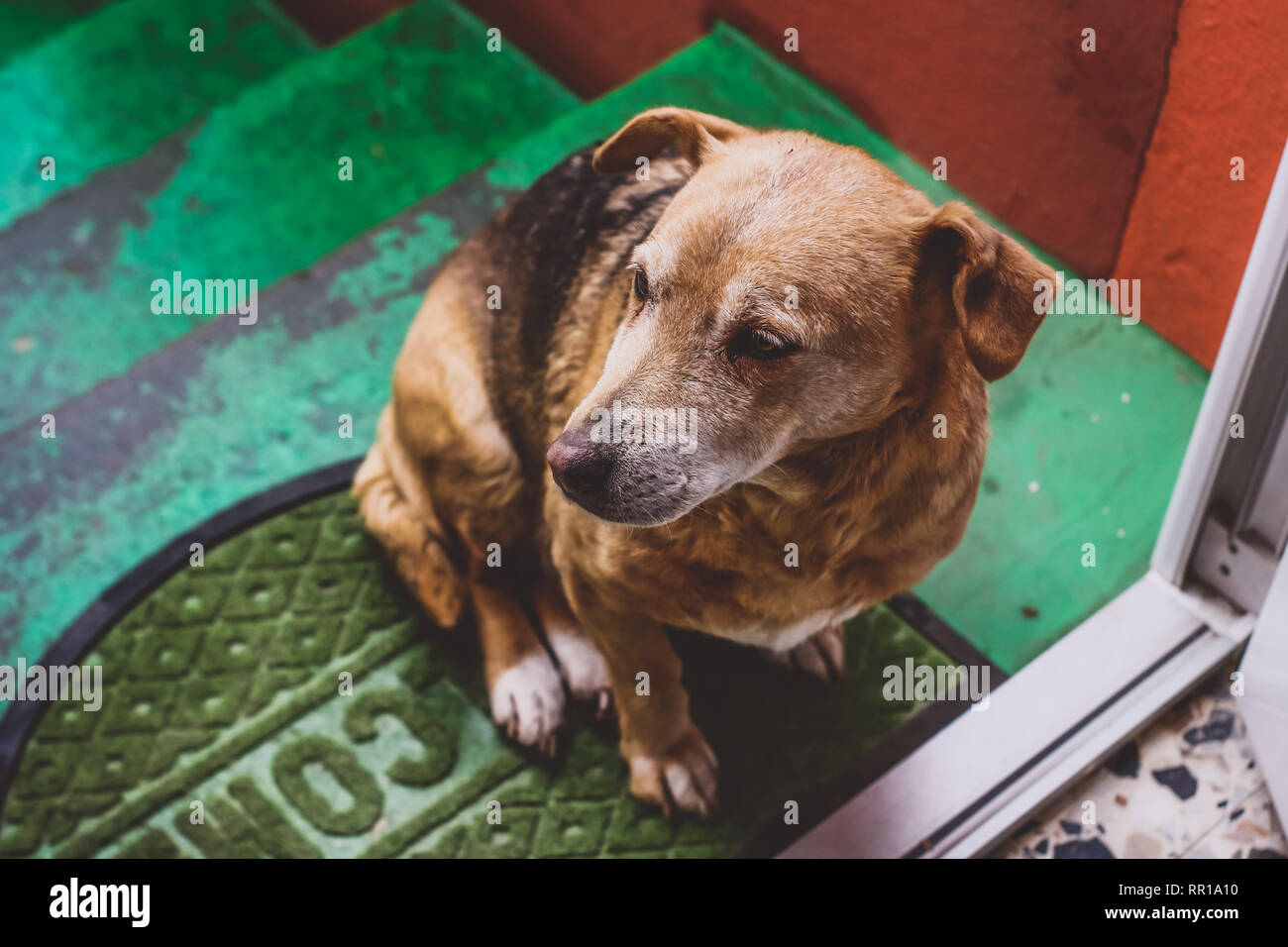 The dog is waiting for a play at the garden's door. An interesting photo of a animal that can't wait for a play. My dear shy friend. Stock Photo