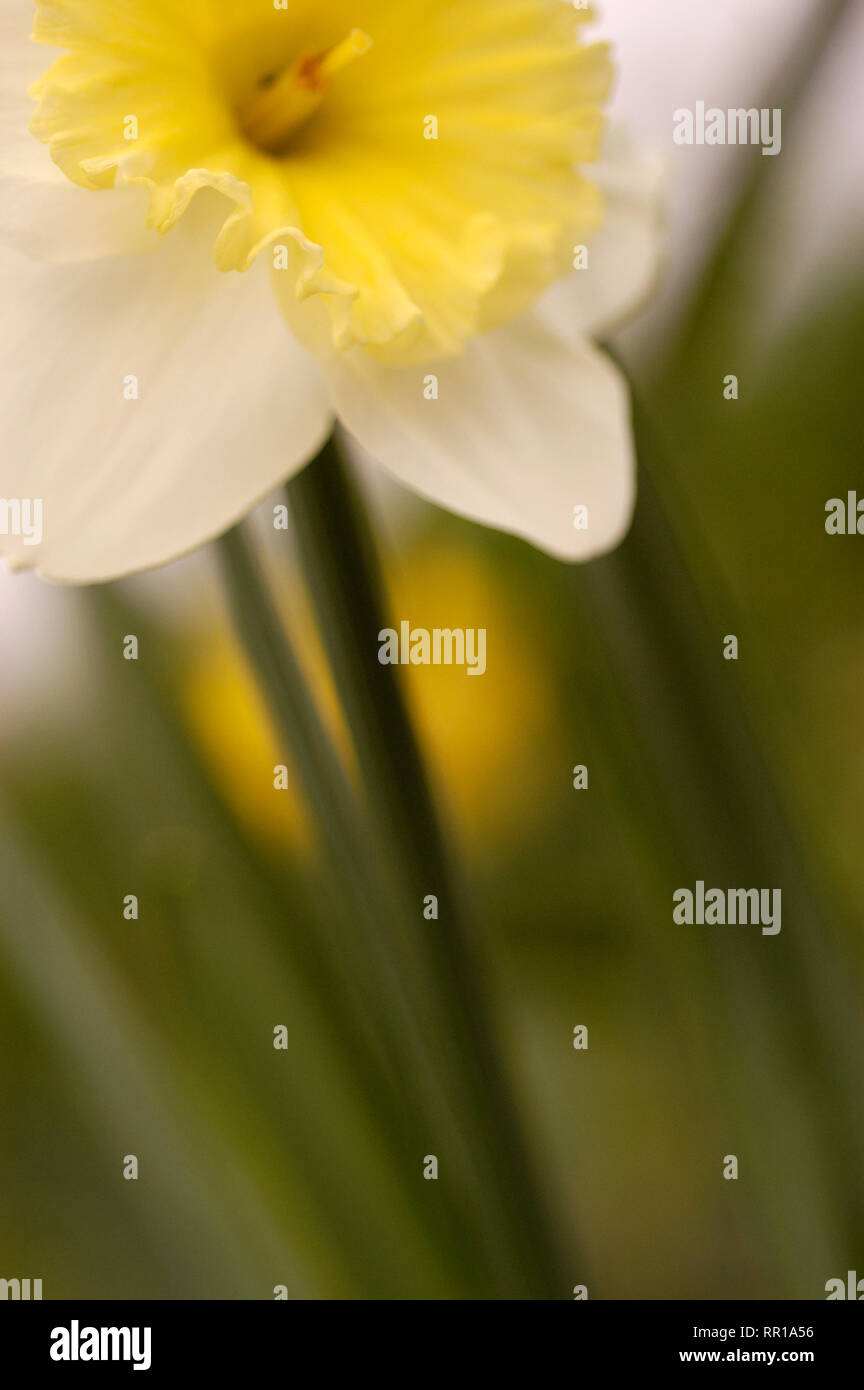 Abstract closeup of Daffodil flower Stock Photo Alamy