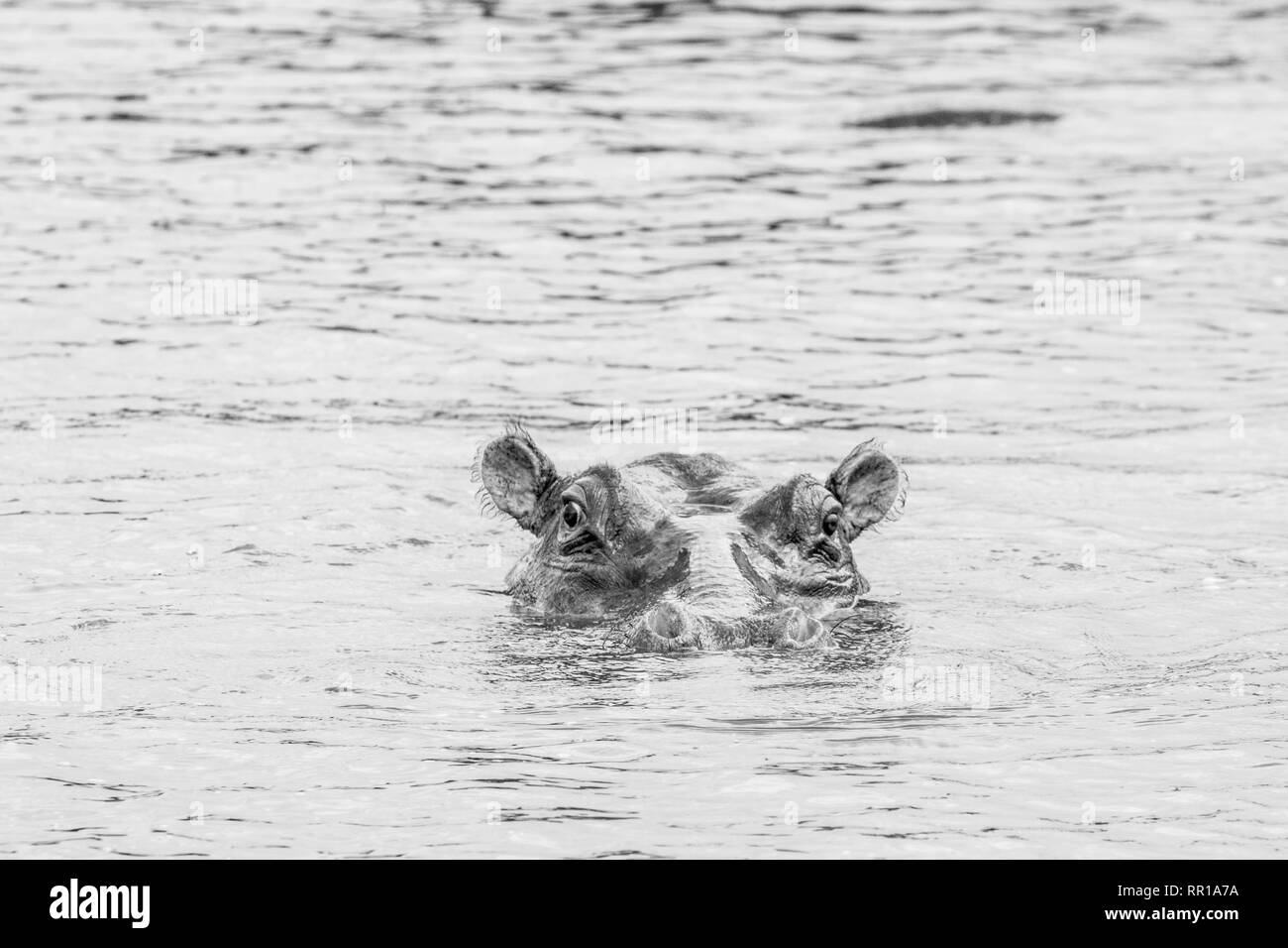 A hippo submerged in the Kazinga channel with just its head visible Queen Elizabeth National Park, Uganda. In black and white Stock Photo