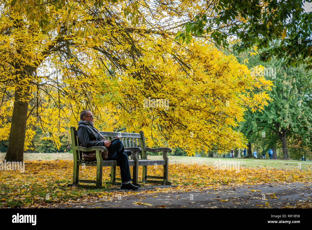 Autumn with man sitting on a park bench surrounded by yellow leaves on ...