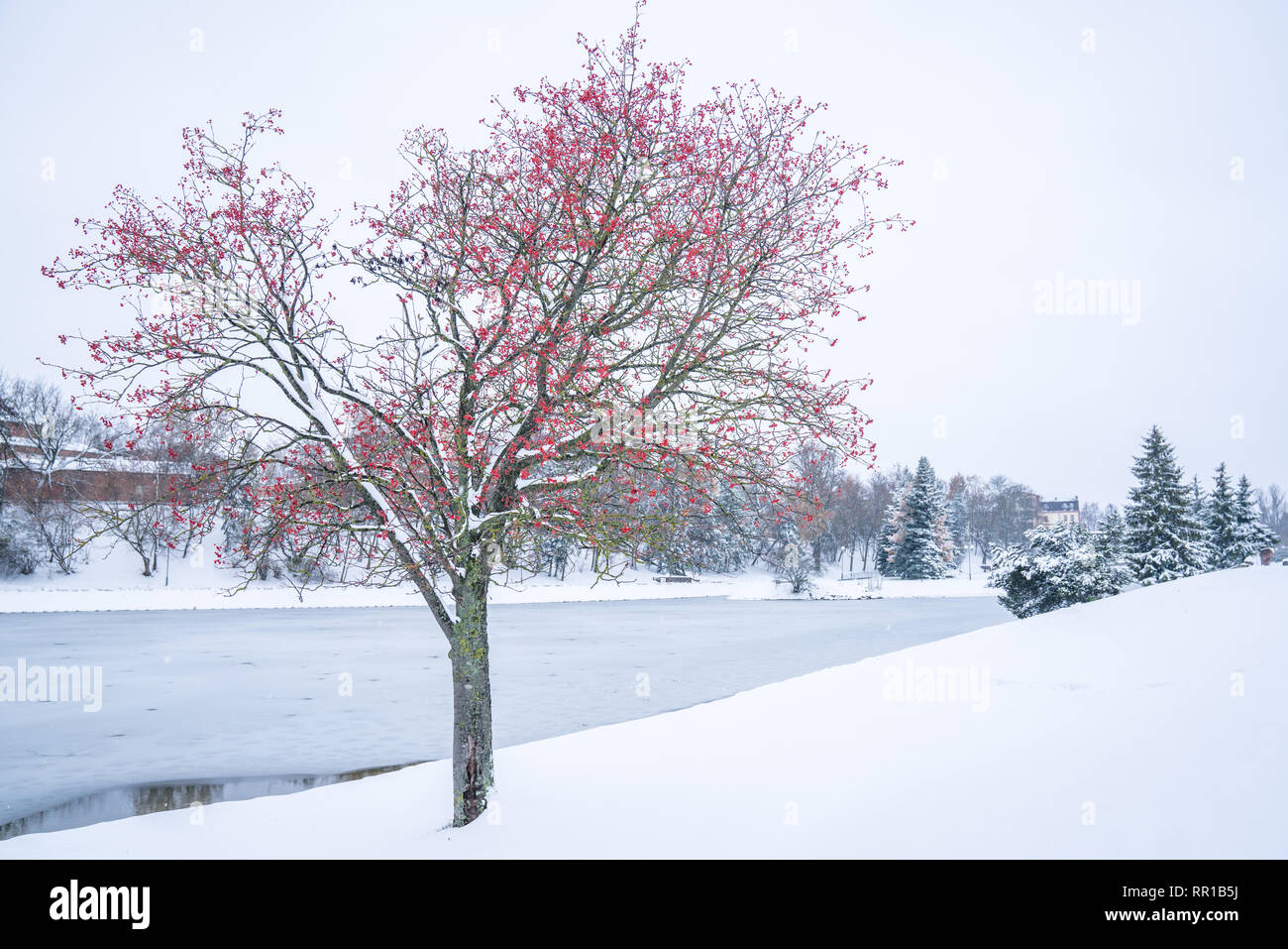 Single snow covered tree with bright red berries and no leaves by frozen lake surrounded by snow. Stock Photo