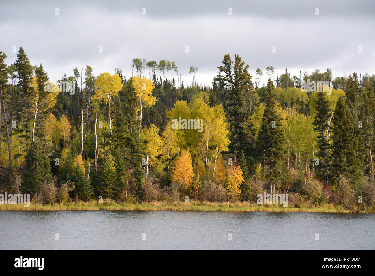 The autumn colours of the boreal forest on the shores of Otter Lake near the village of Missinipe in northern Saskatchewan, Canada. Stock Photo