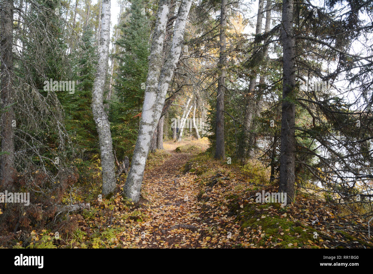 A forest hiking trail, seen in autumn, along a lake in Prince Albert National Park in northern Saskatchewan, Canada. Stock Photo