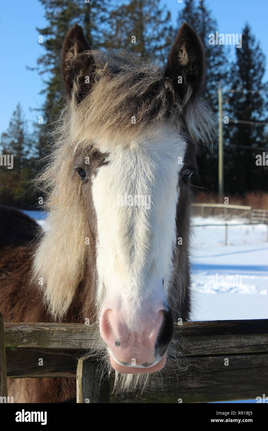 Clydesdale Weanling Stock Photo