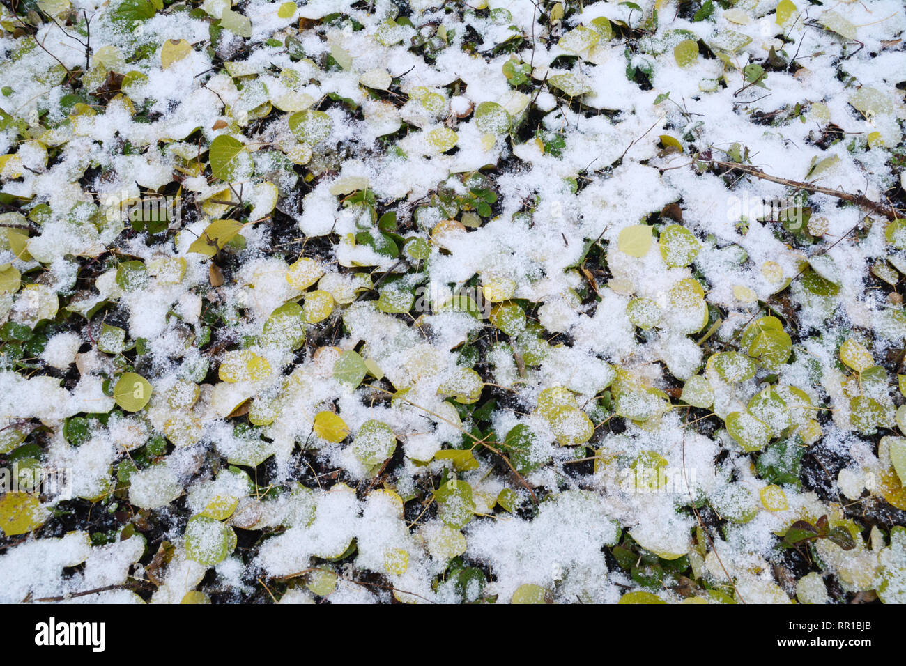 Dead autumn aspen leaves on the forest floor covered with fresh snow in Prince Albert National Park, northern Saskatchewan, Canada. Stock Photo