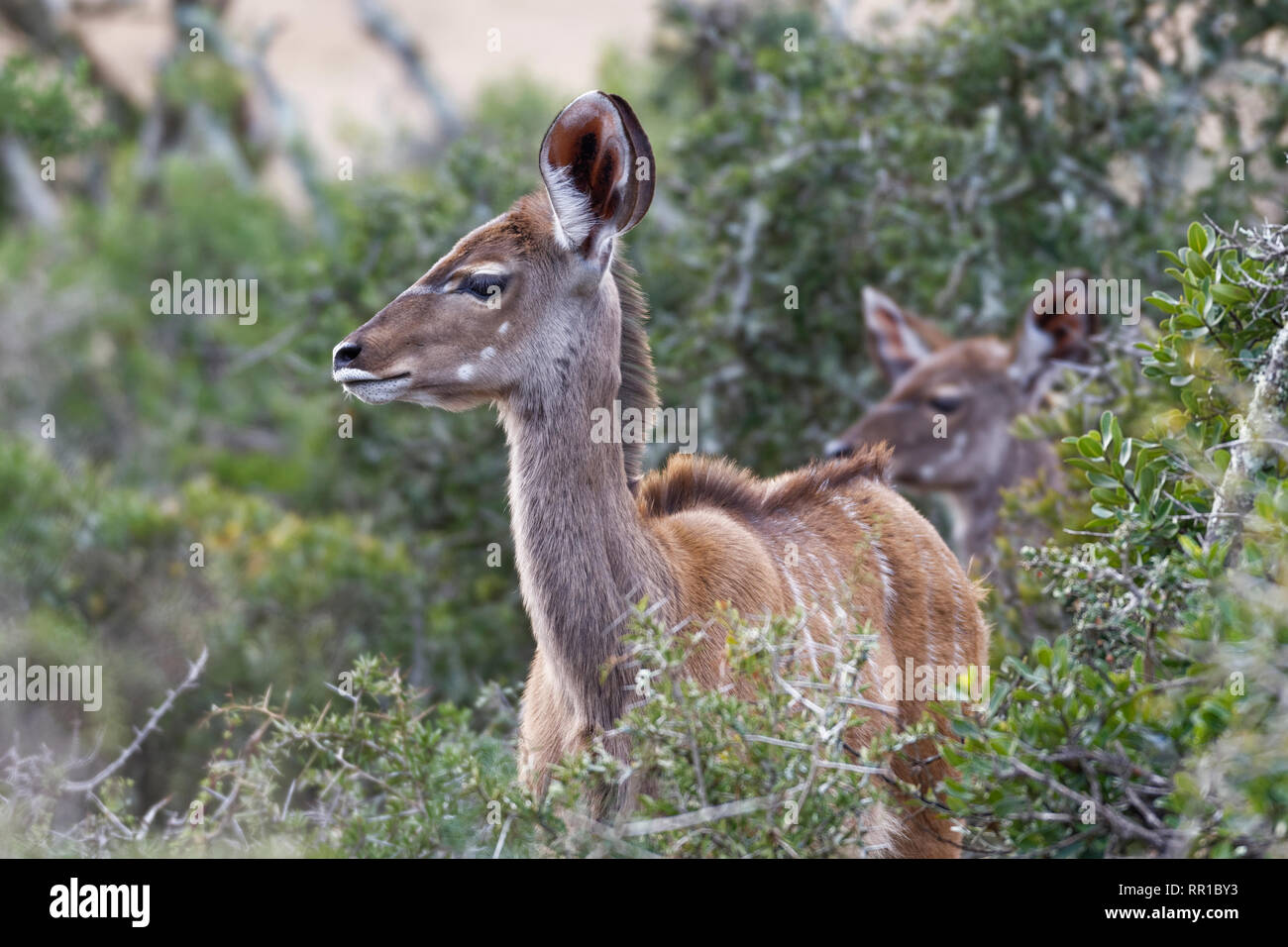 Greater kudus (Tragelaphus strepsiceros), young, standing behind thorny shrubs, alert, Addo National Park, Eastern Cape, South Africa, Africa Stock Photo