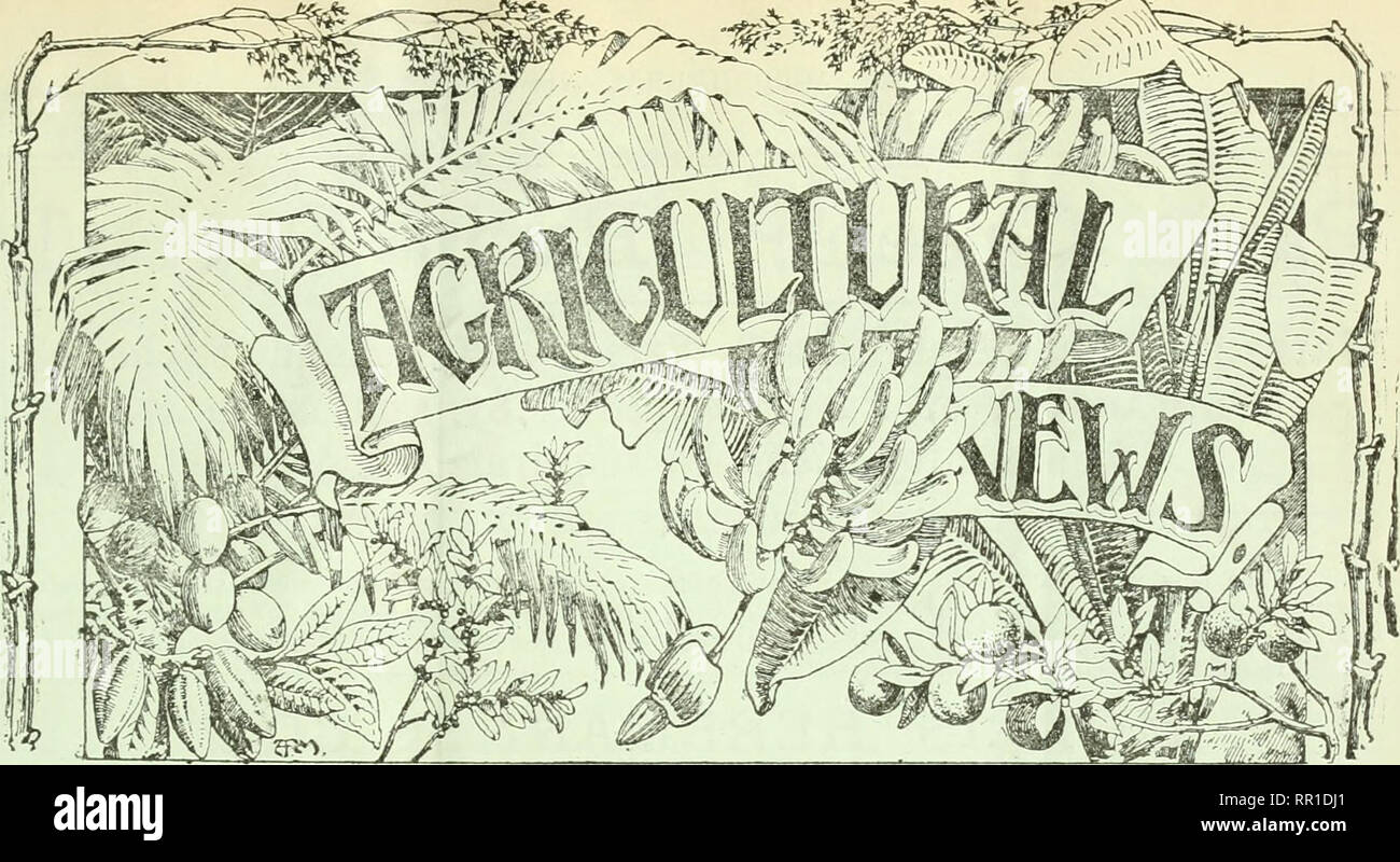 . Agricultural news. Agriculture -- West Indies; Plant diseases -- West Indies. Vol. VII. No. 169.1 SATURDAY, OJTOBSR 17, 1908. [One penny. R.MS.P THE ROYAL M/IIL STEAM PAckEtCOMPA ' ':'1 ROYAL CHARTER; dated 1839). T?EGU1-AT? SERVICES WEEKLY to: 3RAZIL &amp; THE RIVER PLATE, via Spain, Portugal, and Madeira. FORTNIGHTLY to: YEST INDIES, Guiana, Central America, Pacific Ports, &amp; New York. FORTNIGHTLY to: A USTRALIA, NEW ZEALAND and TASMANIA, ;'(' Gibraltar, Marseilles, and Naples. MONTHLY to: QUBA and MEXICO, :/&quot; Bilbao, Coruna, and Vigo. 18 MOORCATE ST., LONDON, E.C. Touring Facilit Stock Photo