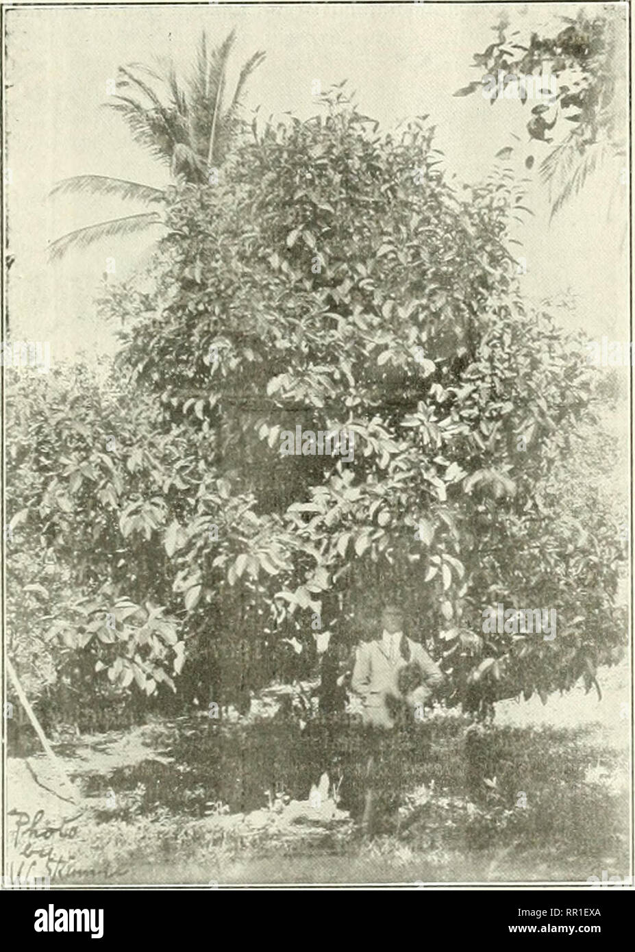 . Agricultural news. Agriculture -- West Indies; Plant diseases -- West Indies. Vol. VIII. No. 180. THE AGRICULTURAL NEWS. 85 MANGOSTEEN AT DOMINICA. So many notes on the characteristics and quality of the m;ir)g;osteen fruit have appeared in past issues of the Agrh-nhund Neu-s that little can be added to the itifcinuation already given in regard to thi.s interest- ing product. Plants (if till' iiiaiigo.stefn {Guiriiiin MdiKjoMuna) e.i.st in many of tlie West Indiai! islands, and the acconiiianying illustration (Fig. 1 &lt;) represents a finf,lifaltliy tree growing at St. Aronient, Dominica,  Stock Photo