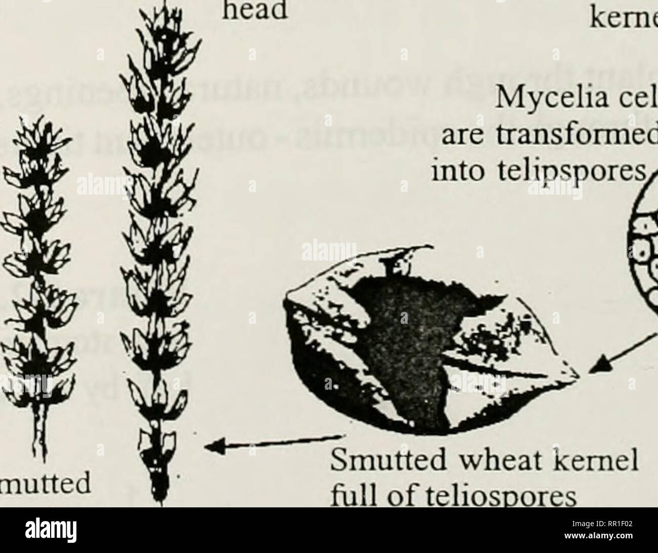 . Agricultural plant pest control : a study manual for commercial and governmental pesticide applicators . Weeds; Pests. Uninucleate primary sporidia y Basidium Germinating teliospore Zygote Teliospores on prminating wheat kernel Smutted kernels break upon harvest and contaminate healthy wheat kernels Healthy wheat head w, /i' K.CII1C1 Hn ..'It C0# Intercellular mycelium Mycelium grows through spike and into wheat kernels Mycelium becomes intracellular in kernels Mycelia cells are transformed into telipspores Figure 1-4. Disease cycle of bunt smut of wheat.. Please note that these images are e Stock Photo