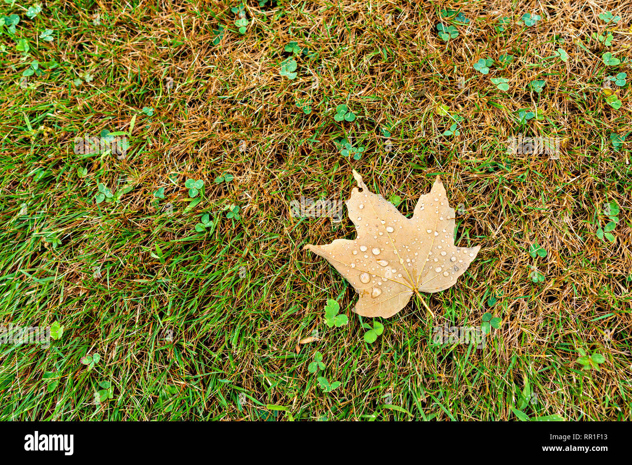 Droplets On Maple Leaf Stock Photo