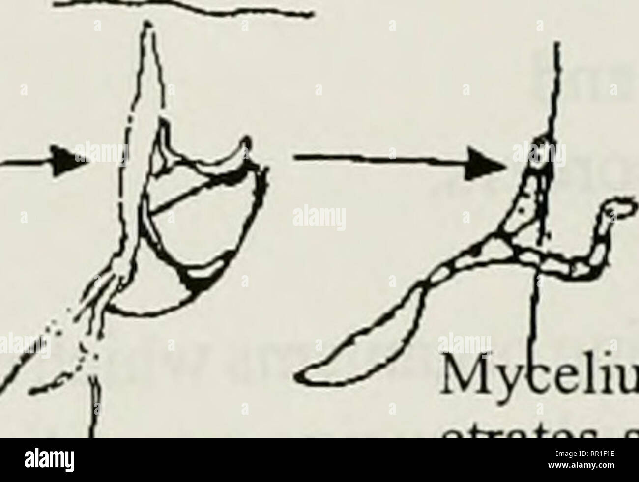 Pesticide Effect On Cells May Resemble >> Agricultural Plant Pest Control A Study Manual For Commercial And Pesticide Effect On Cells May Resemble >> Agricultural Plant Pest Control A Study Manual For Commercial And