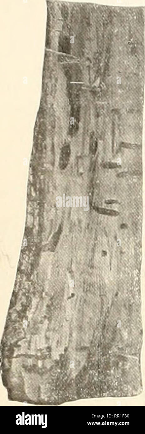 . Agricultural news. Agriculture -- West Indies; Plant diseases -- West Indies. Acme Powder Bellows. On p. 90 (if the present volume of the AjricuHural JVews a short account was given of the ' Acme Powder Bellows' for applying Paris green to cotton and other crops. The acconi[ianying illustration will serve to give an idea of the construction of this simple, but useful machine. INSECT NOTES.. Fig. 5. Showinc tunnels m.de by Chlorida festiva. Two Tree Borers. During the past two years several trees of the Barbados ebony {Alhi::ia Lebhek), or woman's tongue, as it is frequently called, have bee Stock Photo