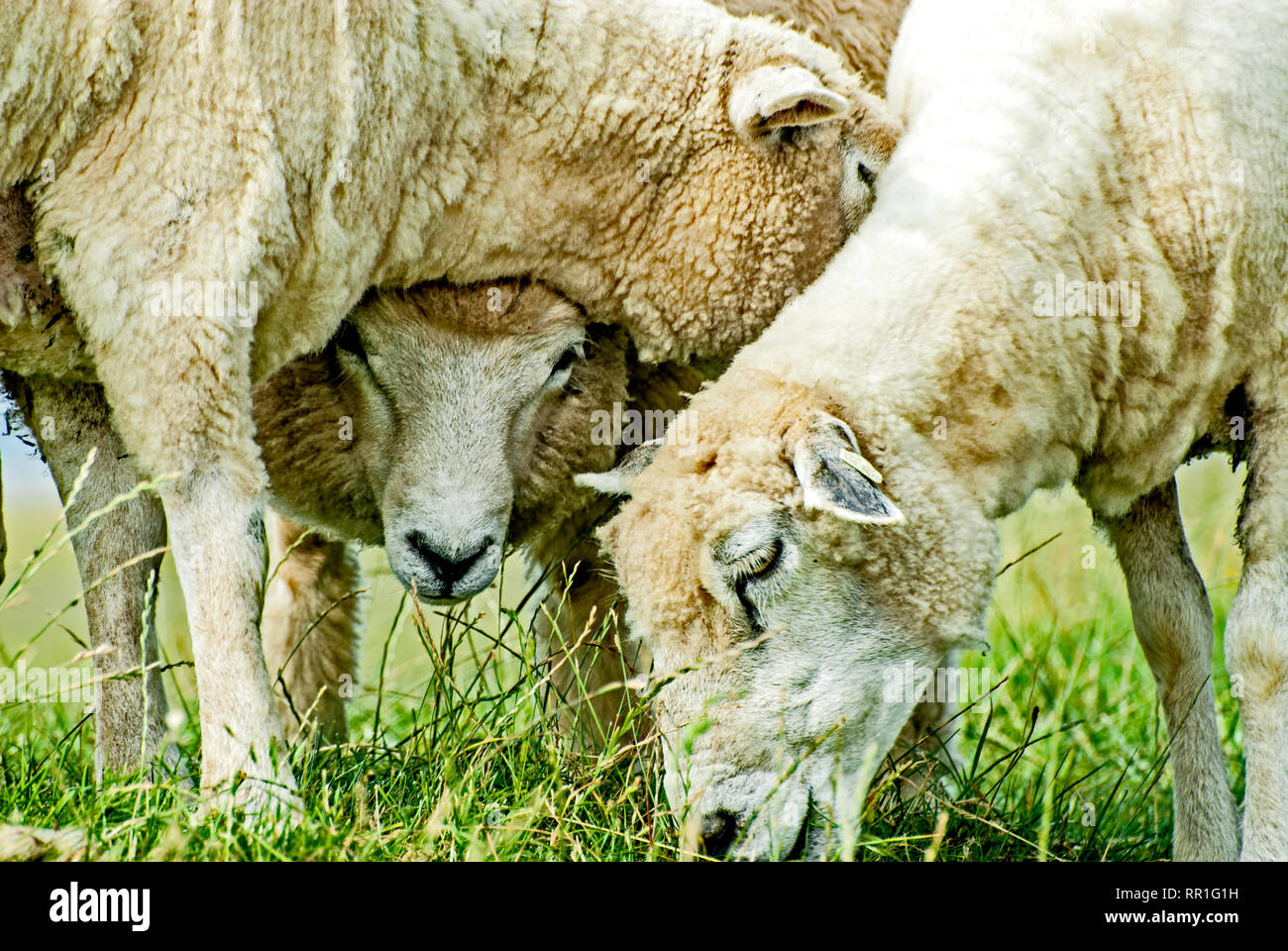 Sheeps grazing on a dyke in northern Germany; Schafe grasen auf einem Deich in Norddeutschland Stock Photo