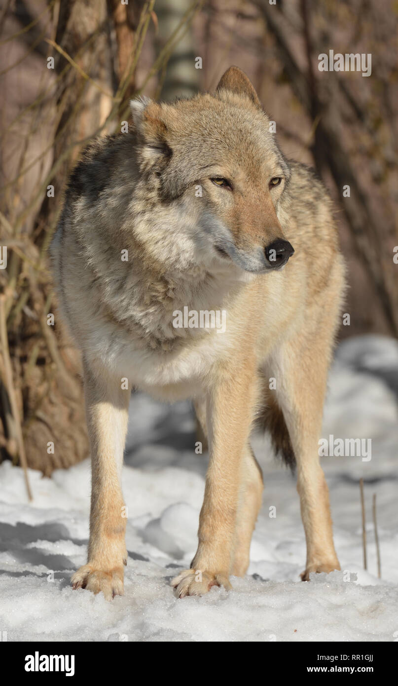 Portrait of one-eared wolf (Canis lupus lupus) (female) in winter Stock Photo