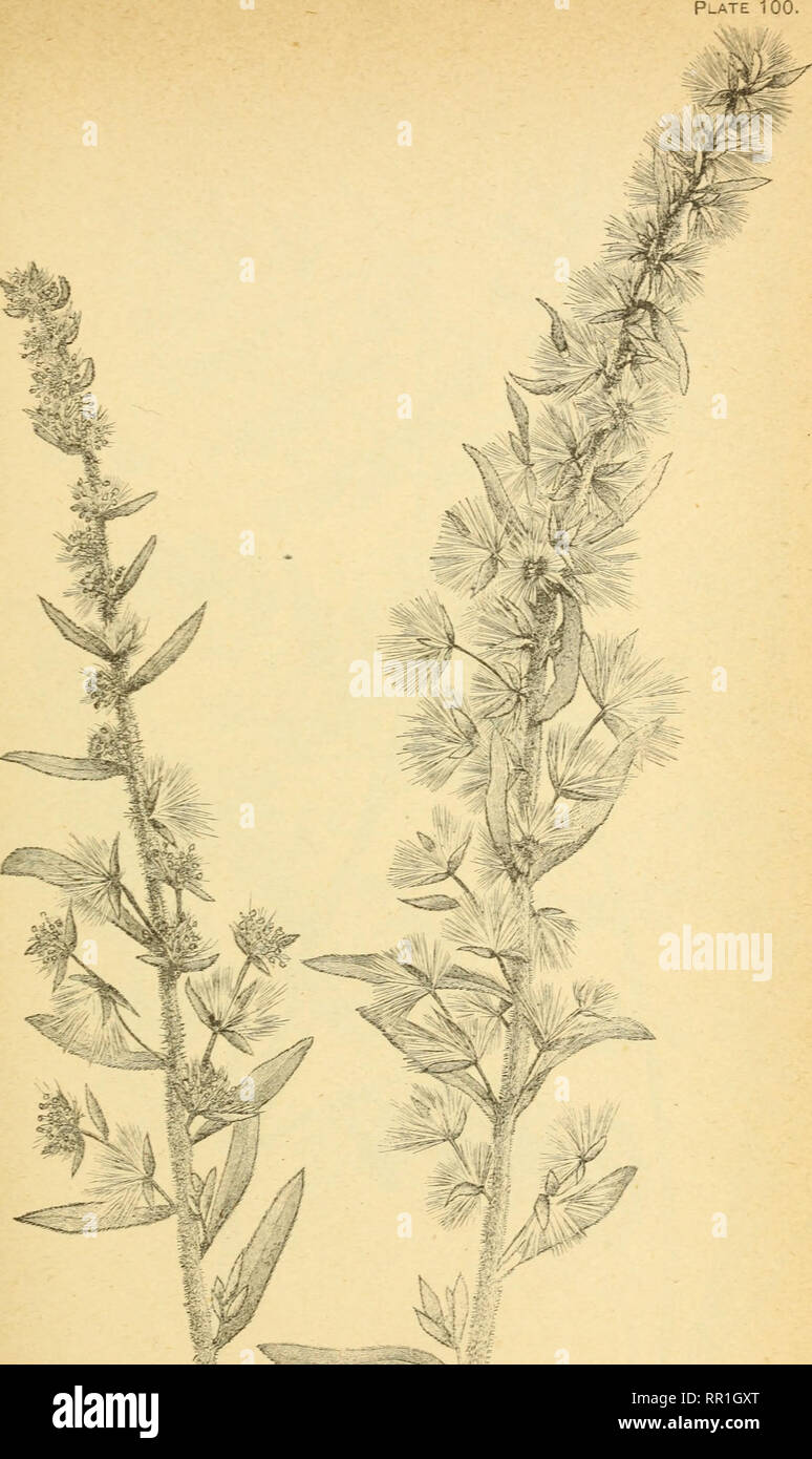 . The agricultural grasses and forage plants of the United States ... Forage plants; Grasses. f] Cou Eurotia lan at a. Winter fat.. Please note that these images are extracted from scanned page images that may have been digitally enhanced for readability - coloration and appearance of these illustrations may not perfectly resemble the original work.. Vasey, George, 1822-1893; Richardson, Clifford, 1856-1932. Washington, Govt. Print. Off. Stock Photo