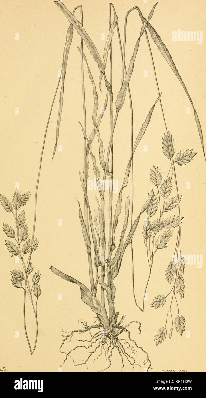 . The agricultural grasses of the United States. Grasses; Forage plants. Plate m. s?i:[^i^c.^^;i^s. IK^X.i^^., Bromus secalinus.. Please note that these images are extracted from scanned page images that may have been digitally enhanced for readability - coloration and appearance of these illustrations may not perfectly resemble the original work.. Vasey, George, 1822-1893; Richardson, Clifford, 1856-1932; United States. Division of Botany; United States. Department of Agriculture. Washington, D. C. : G. P. O. Stock Photo