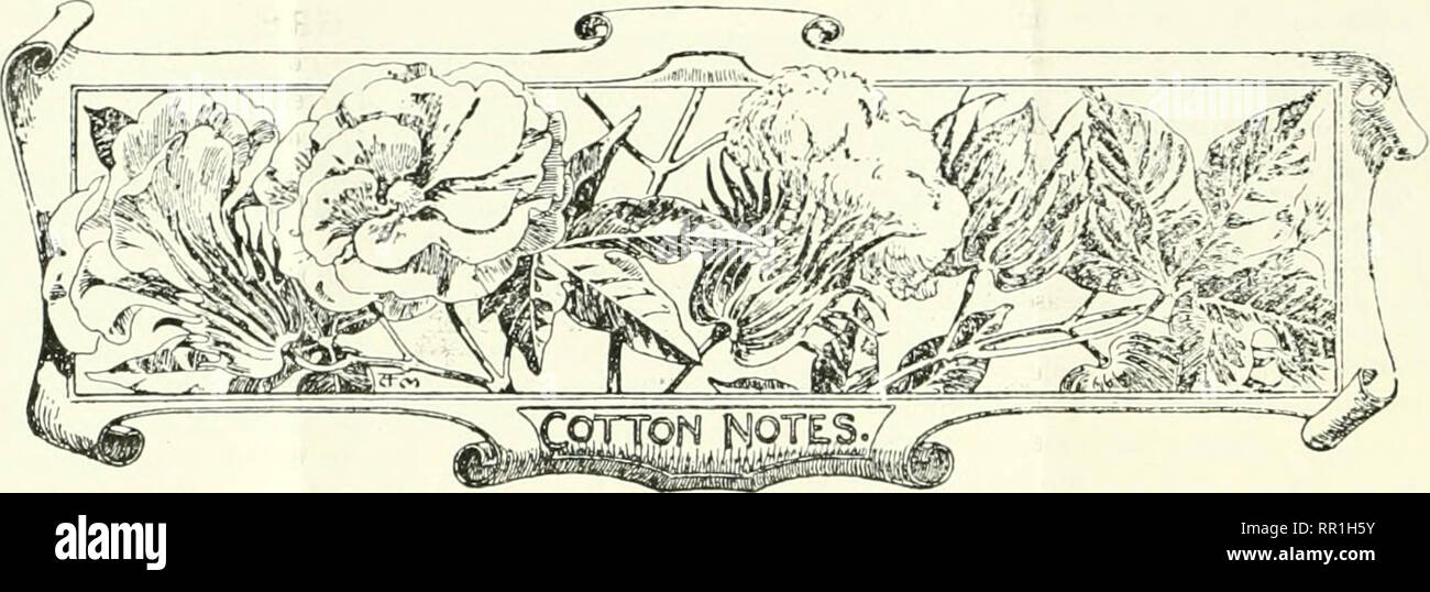 . Agricultural news. Agriculture -- West Indies; Plant diseases -- West Indies. THE AGRICULTURAL NEWS. Jaxuaey n, 1908,. WEST INDIAN COTTON. Messrs. Wolstenholnie tV Holland, of Liverpool, write as follows, under dat/' of December 28, with refer- ence to the sales of West ] ndian Sea Island cotton :— Since our la.st report abn.it 100 bales of West Indian Hea Islands have been sold, chirHy from Barbados and St. Ivitts. The qualit)- continnes gnod and [irices are rather firmer. New i-rop froin both islands realized from 20(f. to '22d., but the sales inehide some inferior stained cotton, probably Stock Photo