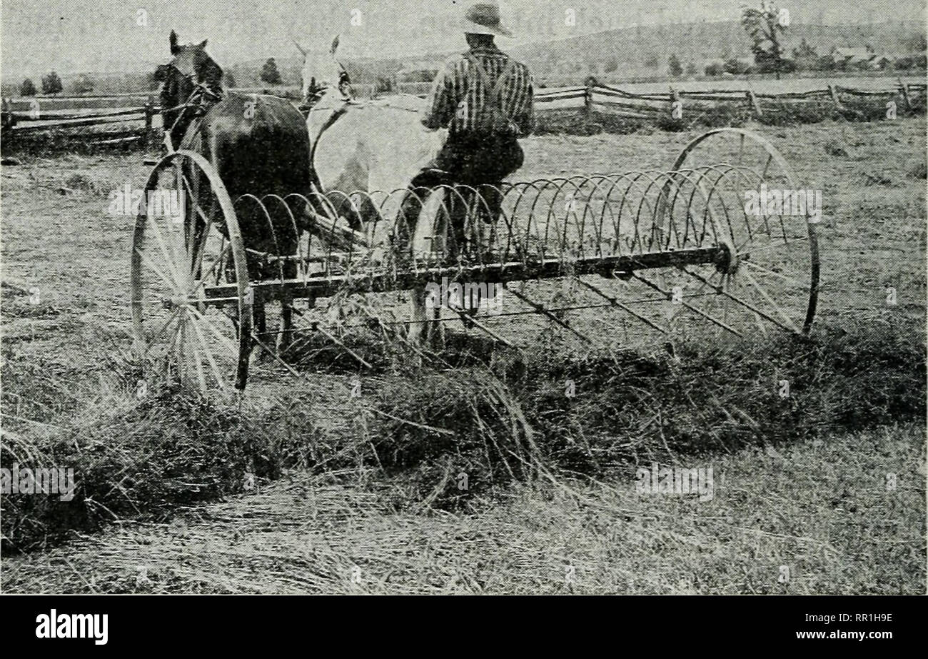 Chisel like teeth hires stock photography and images Alamy