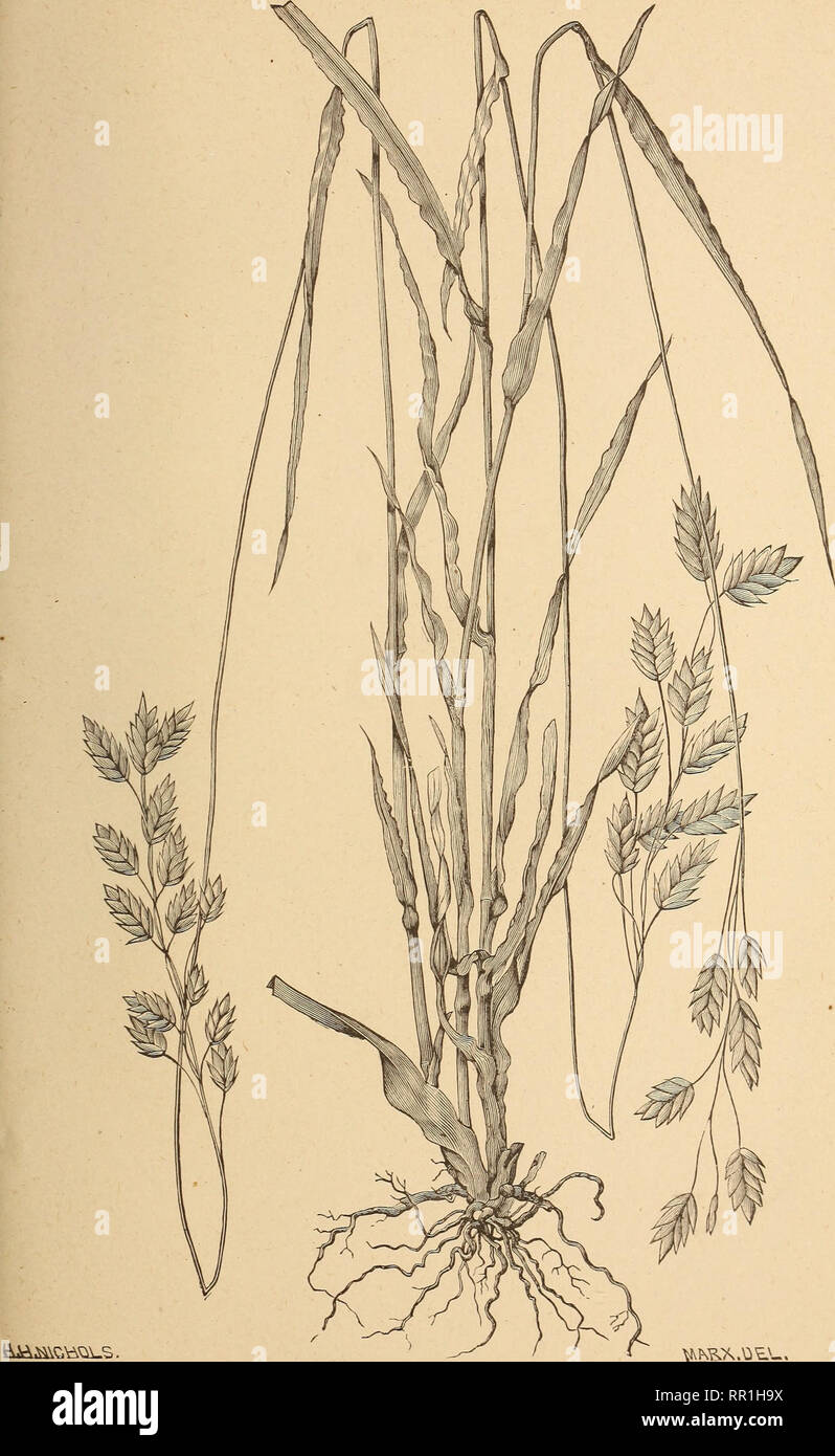 . The agricultural grasses of the United States. Grasses; Forage plants. Plate 111.. Bromus secalinus.. Please note that these images are extracted from scanned page images that may have been digitally enhanced for readability - coloration and appearance of these illustrations may not perfectly resemble the original work.. Vasey, George, 1822-1893; Richardson, Clifford, 1856-1932; United States. Division of Botany. Washington, Govt. print. off. Stock Photo