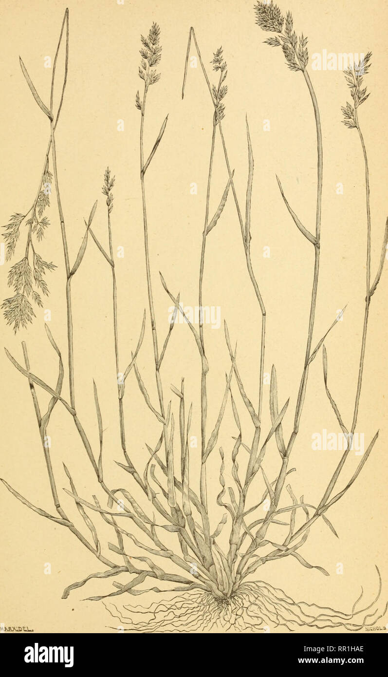 . The agricultural grasses of the United States. Grasses; Forage plants. Plate 99.. POA COMPRESSA.. Please note that these images are extracted from scanned page images that may have been digitally enhanced for readability - coloration and appearance of these illustrations may not perfectly resemble the original work.. Vasey, George, 1822-1893; Richardson, Clifford, 1856-1932; United States. Division of Botany; United States. Department of Agriculture. Washington, D. C. : G. P. O. Stock Photo
