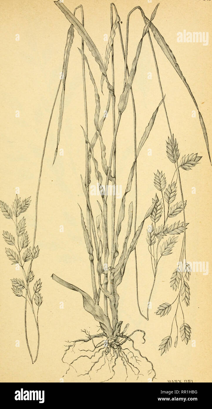 . The agricultural grasses and forage plants of the United States ... Forage plants; Grasses. Plate 84.. NvMV^.tt^A-. Bromus secalinus, Chess.. Please note that these images are extracted from scanned page images that may have been digitally enhanced for readability - coloration and appearance of these illustrations may not perfectly resemble the original work.. Vasey, George, 1822-1893; Richardson, Clifford, 1856-1932. Washington, Govt. Print. Off. Stock Photo