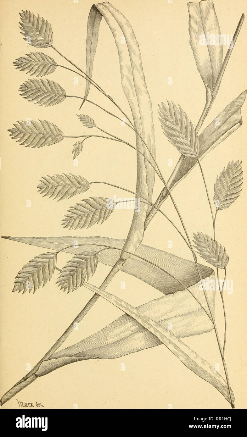 . The agricultural grasses of the United States. Grasses; Forage plants. Plate 94.. Uniola LATIFOLIA.. Please note that these images are extracted from scanned page images that may have been digitally enhanced for readability - coloration and appearance of these illustrations may not perfectly resemble the original work.. Vasey, George, 1822-1893; Richardson, Clifford, 1856-1932; United States. Division of Botany; United States. Department of Agriculture. Washington, D. C. : G. P. O. Stock Photo