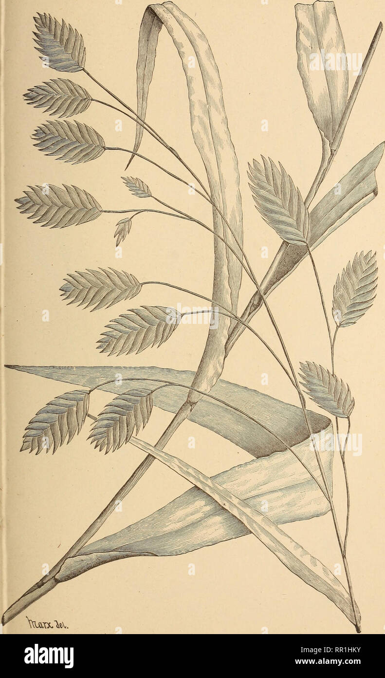 . The agricultural grasses of the United States. Grasses; Forage plants. Plate 94.. Uniola LATIFOLIA.. Please note that these images are extracted from scanned page images that may have been digitally enhanced for readability - coloration and appearance of these illustrations may not perfectly resemble the original work.. Vasey, George, 1822-1893; Richardson, Clifford, 1856-1932; United States. Division of Botany. Washington, Govt. print. off. Stock Photo