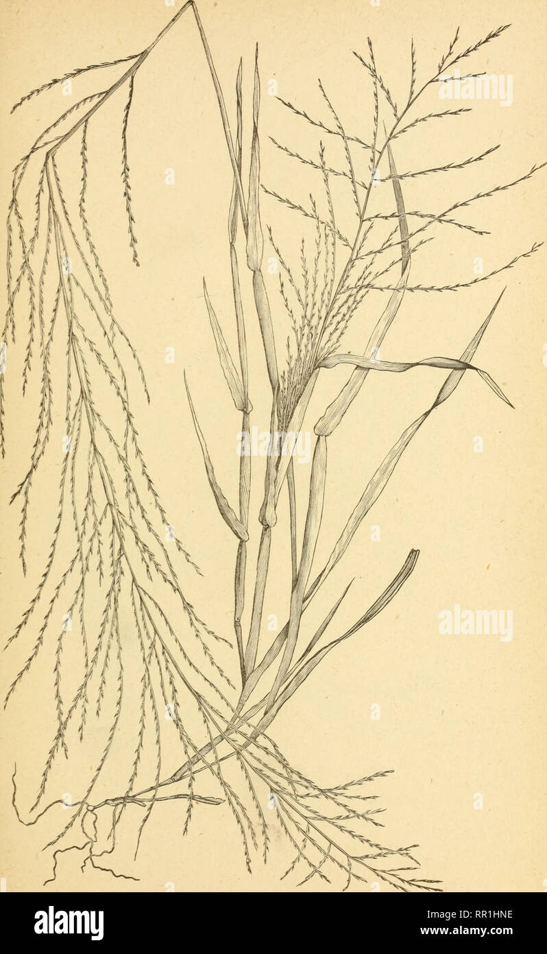 . The agricultural grasses of the United States. Grasses; Forage plants. Plate 80.. Leptochloa MUCRONATA.. Please note that these images are extracted from scanned page images that may have been digitally enhanced for readability - coloration and appearance of these illustrations may not perfectly resemble the original work.. Vasey, George, 1822-1893; Richardson, Clifford, 1856-1932; United States. Division of Botany; United States. Department of Agriculture. Washington, D. C. : G. P. O. Stock Photo
