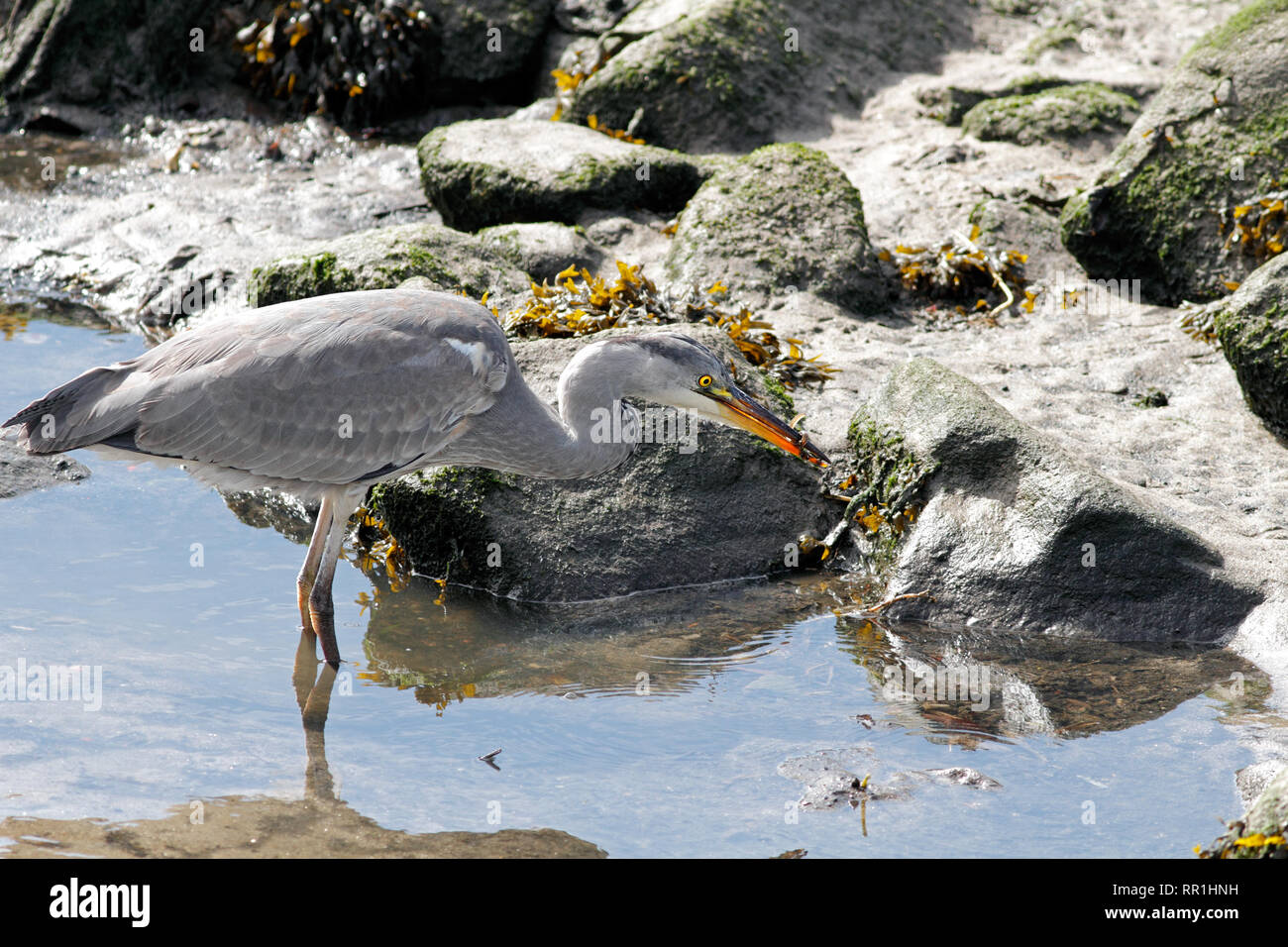 Heron catches small eels in the river Douro Stock Photo