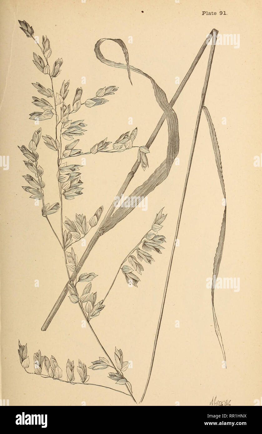 . The agricultural grasses of the United States. Grasses; Forage plants. Melica mutica, var. diffusa.. Please note that these images are extracted from scanned page images that may have been digitally enhanced for readability - coloration and appearance of these illustrations may not perfectly resemble the original work.. Vasey, George, 1822-1893; Richardson, Clifford, 1856-1932; United States. Division of Botany. Washington, Govt. print. off. Stock Photo