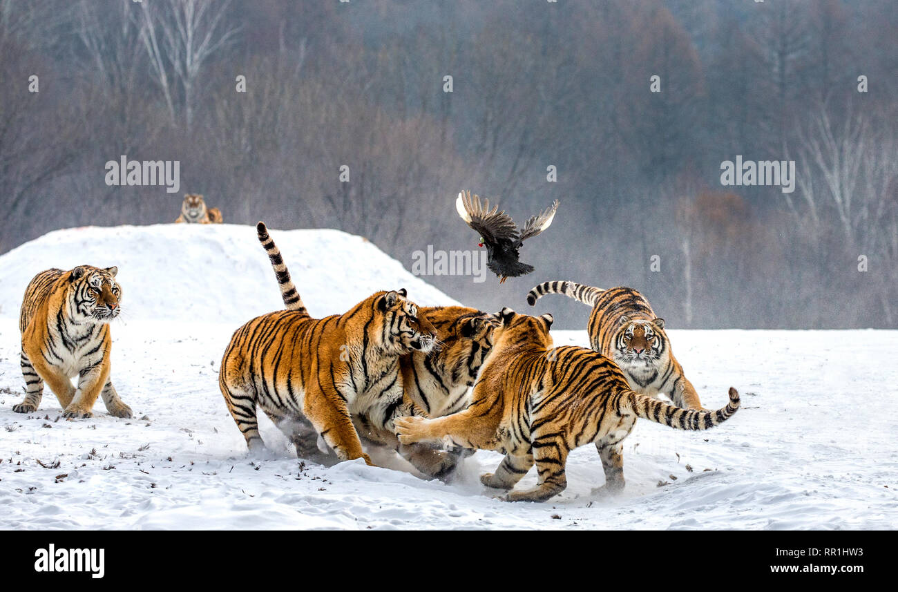 Siberian tigers in a snowy glade catch their prey. Very dynamic shot ...