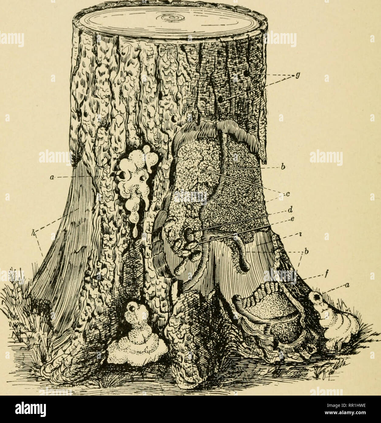 Larvae and burrows in wood hires stock photography and images Alamy