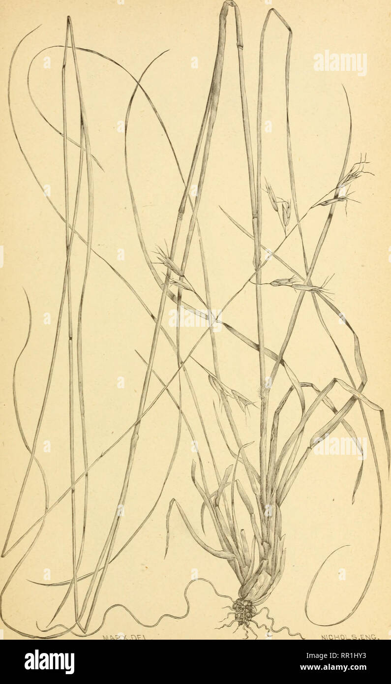 . The agricultural grasses of the United States. Grasses; Forage plants. Plate 72.. Danthonia compress a. UCHO S.L&lt;iO.. Please note that these images are extracted from scanned page images that may have been digitally enhanced for readability - coloration and appearance of these illustrations may not perfectly resemble the original work.. Vasey, George, 1822-1893; Richardson, Clifford, 1856-1932; United States. Division of Botany; United States. Department of Agriculture. Washington, D. C. : G. P. O. Stock Photo