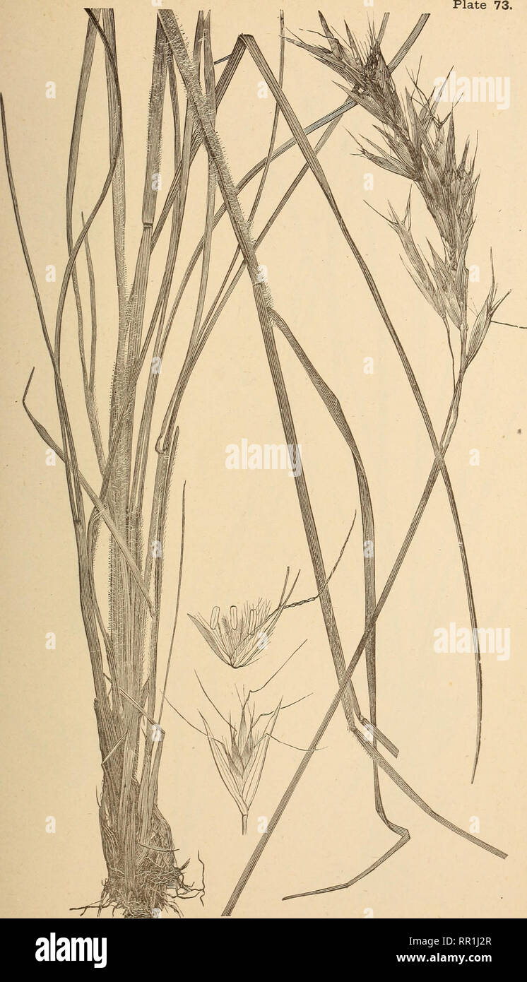 . The agricultural grasses of the United States. Grasses; Forage plants. Danthonia seeicea.. Please note that these images are extracted from scanned page images that may have been digitally enhanced for readability - coloration and appearance of these illustrations may not perfectly resemble the original work.. Vasey, George, 1822-1893; Richardson, Clifford, 1856-1932; United States. Division of Botany. Washington, Govt. print. off. Stock Photo